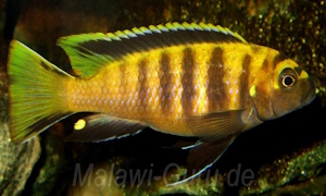 Chindongo flavus 'Chinyankwazi Island'